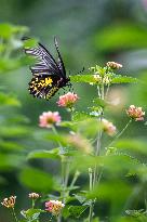 CHINA-YUNNAN-HONGHE BUTTERFLY VALLEY-"BUTTERFLY EXPLOSION" (CN)