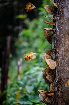 CHINA-YUNNAN-HONGHE BUTTERFLY VALLEY-"BUTTERFLY EXPLOSION" (CN)