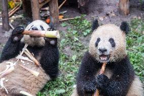 CHINA-CHONGQING-GIANT PANDAS-BIRTHDAY PARTY (CN)