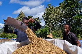 TIMOR-LESTE-COFFEE INDUSTRY