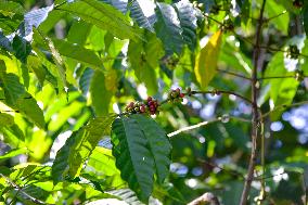 TIMOR-LESTE-COFFEE INDUSTRY