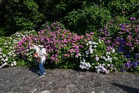 JAPAN-SHIZUOKA-IZU-SCENERY