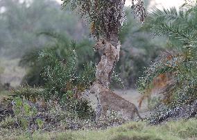 KENYA-AMBOSELI NATIONAL PARK-ANIMALS