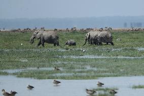 KENYA-AMBOSELI NATIONAL PARK-ANIMALS