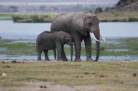 KENYA-AMBOSELI NATIONAL PARK-ANIMALS