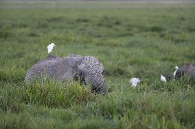 KENYA-AMBOSELI NATIONAL PARK-ANIMALS