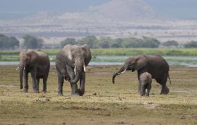 KENYA-AMBOSELI NATIONAL PARK-ANIMALS