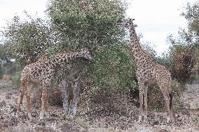 KENYA-AMBOSELI NATIONAL PARK-ANIMALS