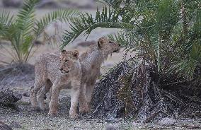 KENYA-AMBOSELI NATIONAL PARK-ANIMALS