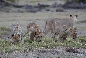 KENYA-AMBOSELI NATIONAL PARK-ANIMALS