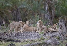 KENYA-AMBOSELI NATIONAL PARK-ANIMALS