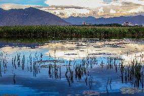 CHINA-TIBET-LHASA-WETLAND-SCENERY (CN)