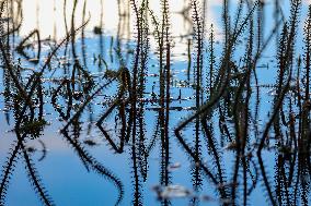 CHINA-TIBET-LHASA-WETLAND-SCENERY (CN)