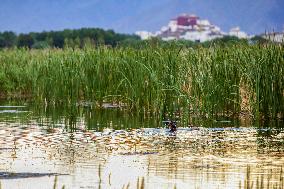 CHINA-TIBET-LHASA-WETLAND-SCENERY (CN)