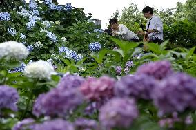 Hydrangea flowers in central Japan