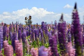 Lupine flowers in Hokkaido