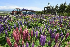 Lupine flowers in Hokkaido