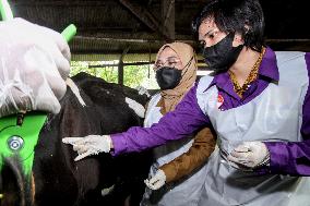 INDONESIA-SIDOARJO-VACCINATION-FOOT AND MOUTH DISEASE
