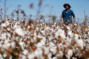 BRAZIL-BAHIA-COTTON