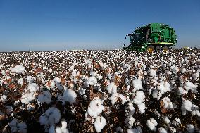 BRAZIL-BAHIA-COTTON