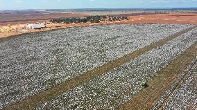 BRAZIL-BAHIA-COTTON