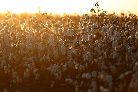 BRAZIL-BAHIA-COTTON
