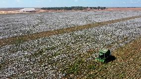 BRAZIL-BAHIA-COTTON