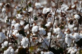 BRAZIL-BAHIA-COTTON