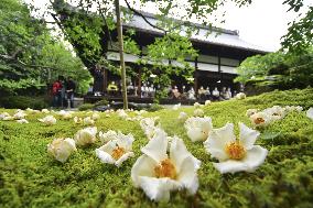 Japanese stewartia in full bloom at Kyoto temple