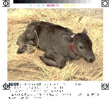 Calf cloned from adult somatic