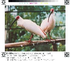 Chinese ibises to arrive in Japan this month
