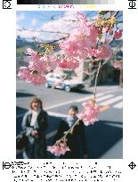Cherry trees bloom in Izu