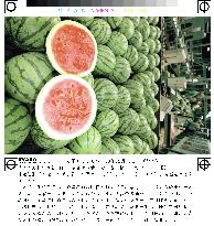 4,000 yen off-season watermelons