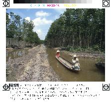 Vietnam involves citizens in saving mangroves