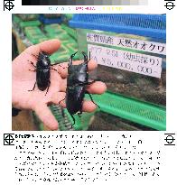Pair of stag beetles priced at 5 million yen in Tokyo