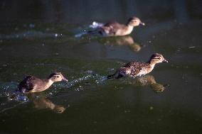 CHINA-HEILONGJIANG-HARBIN-MANDARIN DUCK (CN)