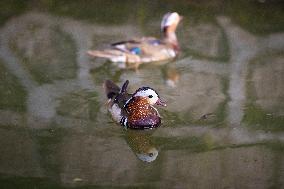 CHINA-HEILONGJIANG-HARBIN-MANDARIN DUCK (CN)