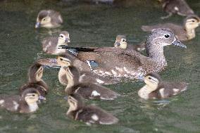 CHINA-HEILONGJIANG-HARBIN-MANDARIN DUCK (CN)