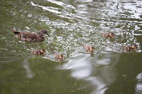 CHINA-HEILONGJIANG-HARBIN-MANDARIN DUCK (CN)