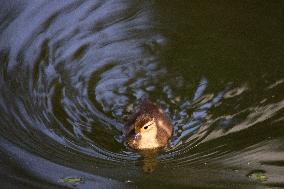 CHINA-HEILONGJIANG-HARBIN-MANDARIN DUCK (CN)