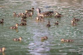 CHINA-HEILONGJIANG-HARBIN-MANDARIN DUCK (CN)