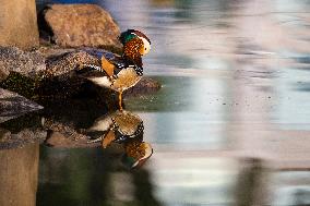 CHINA-HEILONGJIANG-HARBIN-MANDARIN DUCK (CN)