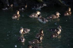 CHINA-HEILONGJIANG-HARBIN-MANDARIN DUCK (CN)