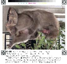 Monkey finds kitty pal in heart of Tokyo