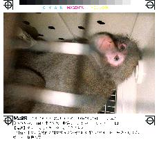 Wild monkey captured in downtown Tokyo
