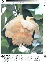 Baobab flower in bloom