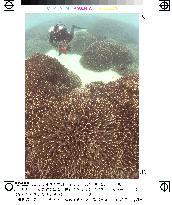 WWF to conduct survey of coral reef in Ishigakijima Island