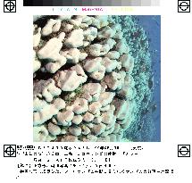 Large groups of strange coral found off Hahajima Island
