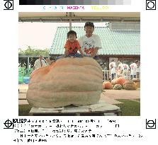 Okayama farmer wins giant pumpkin contest