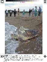 Artificially raised sea turtle released to open sea